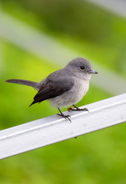 istock White-eyed Slaty Flycatcher 1954892941
