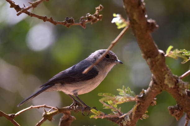 istock White-eyed Slaty Flycatcher 1954895189