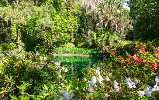 Garden reflection on pond at MaClay Gardens National Park in Tallahassee, Florida