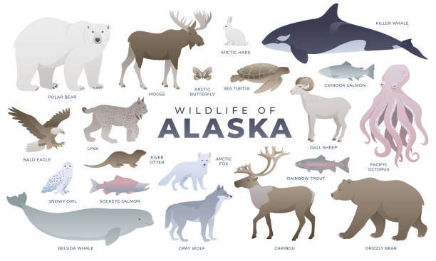 Wildlife of Alaska vector illustration Alaskan animals, birds and fish set. Polar Bear, Grizzly Bear, River Otter, Dall Sheep, Gray Wolf, Moose, Beluga Whale, Arctic Hare, Caribou, Arctic Fox, Orca (Killer Whale), Sea Turtle, Pacific Octopus, Eskimo Arctic Butterfly, Chinook Salmon, Sockeye Salmon, Rainbow Trout, Bald Eagle, Snowy Owl, Lynx. Arctic wild animal collection isolated on white background. arctic fox stock illustrations