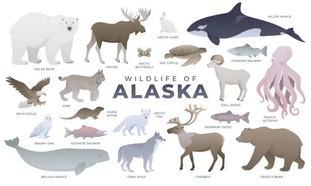 Vector illustration of Wildlife of Alaska vector illustration