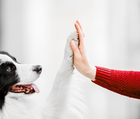 Border Collie Giving a High Five to a Woman. Concept of Trust and Partnership Between Owner and Dog