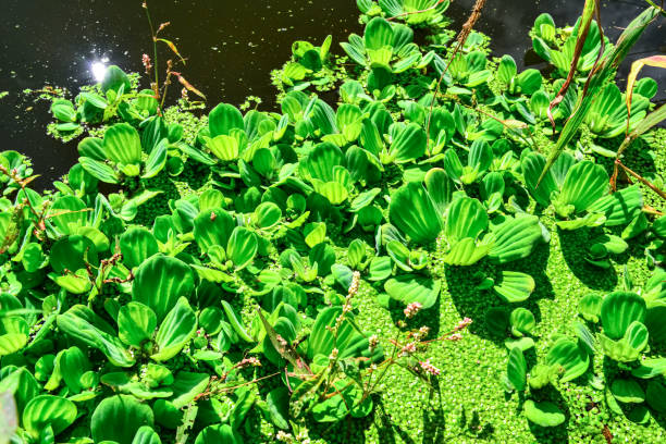 floating aquatic plants pistia stratiotes among duckweed and wolffia in a stagnant pond - water lettuce plant water plant water стоковые фото и изображения