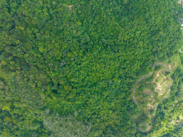 istock Aerial view Drone camera top view rainforest trees ecology with healthy environment concept and summer background 1954913026