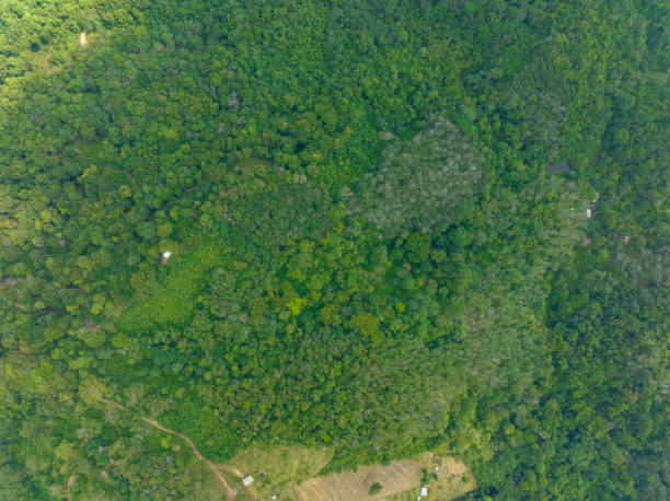 istock Aerial view Drone camera top view rainforest trees ecology with healthy environment concept and summer background 1954913540