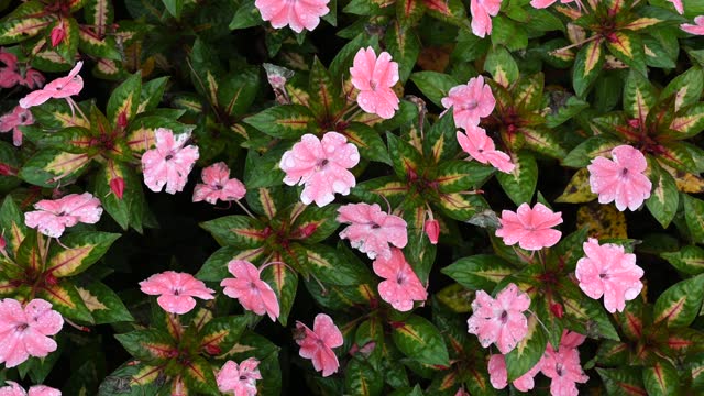 Close-up New Guinea Impatiens as background in winter.