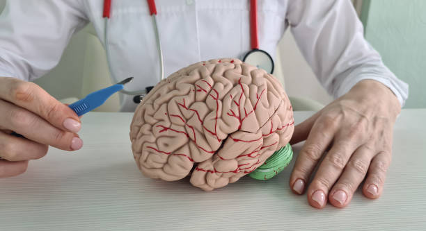 istock Surgeon is holding ascalpel of brain model 1954914661