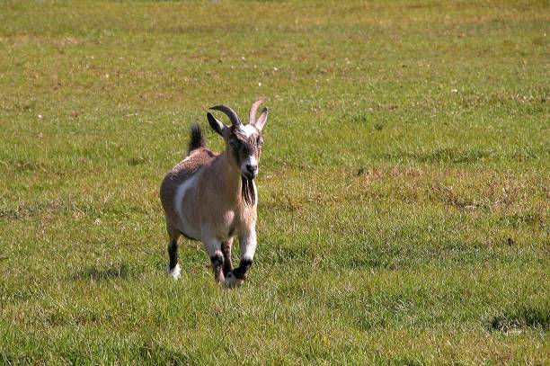 istock Goat running across a field 1954919600