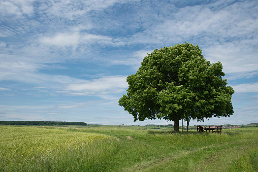 A simple landscape with two fused oaks in a grassy field against the sky.