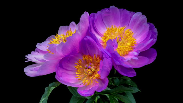 Beautiful violet peony flowers blooming on black background. Mothers Day concept. Holiday, love, birthday design backdrop