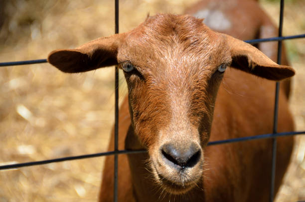 istock Beautiful Brown Goat 1954922276