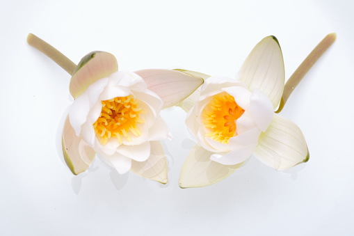 Two beautiful white lotus flowers or water lily on a white background. Shallow depth of field