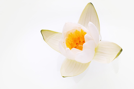 Close up beautiful white lotus flower or water lily on white background. Shallow depth of field