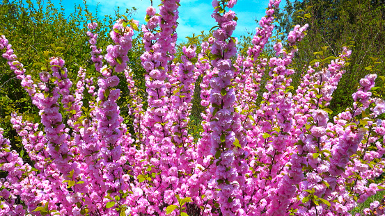 Sometimes called flowering plum or flowering almond (Prunus triloba)