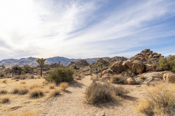 istock Joshua tree national park, daytime in Autumn 1954936548