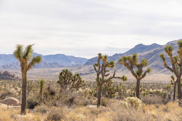 istock Wide angle of Joshua tree national park, mountain range on background 1954939721