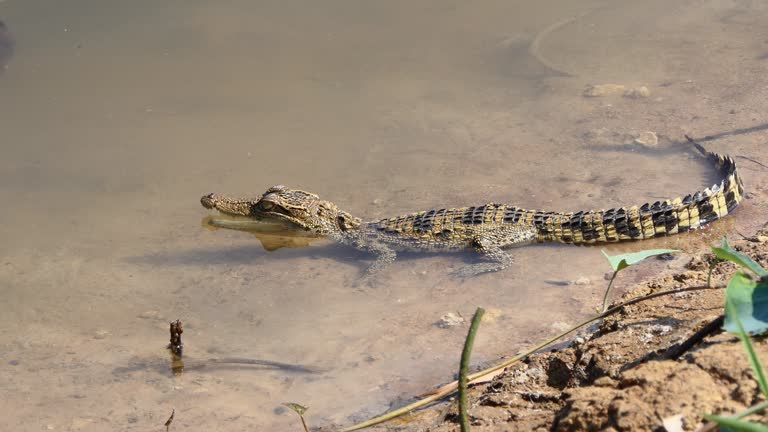 Young Siamese Crocodile in nature.