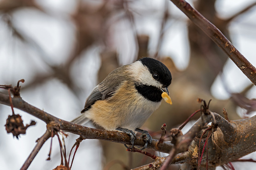 Carolina Chickadee on an overcast winter day with seed. It is a small passerine bird in the tit family