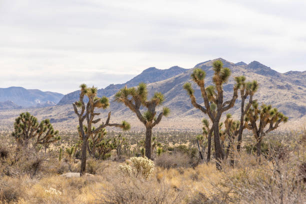 istock Wide angle of Joshua tree national park, mountain range on background 1954941776