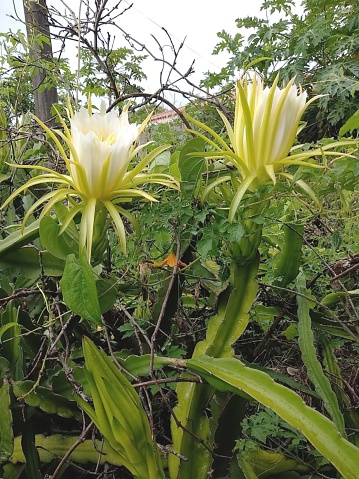 Close-up of the flower of the mandacaru cactus (Cereus jamacaru). Native of Brazil. It is used as a herbal medicine.