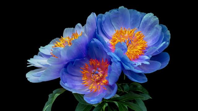 Beautiful blue peony flowers blooming on black background. Mothers Day concept. Holiday, love, birthday design backdrop
