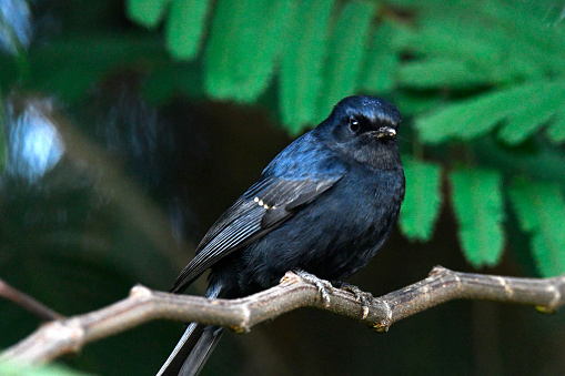 Southern Black Flycatcher.\nThe southern black flycatcher (Melaenornis pammelaina) is a small passerine bird of the genus Melaenornis in the flycatcher family, Muscicapidae, native to open and lightly wooded areas of eastern and southern Africa.\n\nThis species has a large range, with an estimated global extent of occurrence of 4,000,000 square kilometres (1,500,000 sq mi). The global population size has not been quantified but the bird is listed by the IUCN as being of \