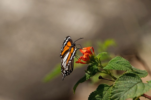 The monarch butterfly or simply monarch (Danaus plexippus)