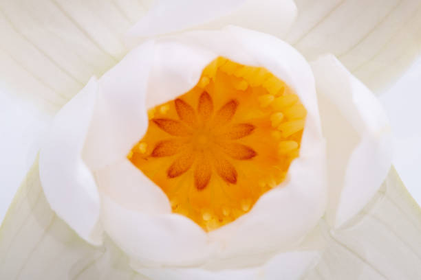 Sunny lotus