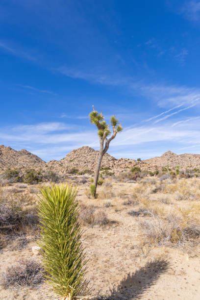 Beautiful Joshua trees in the Joshua Tree National Park.California, USA
