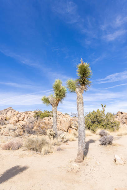 istock Joshua tree against blue sky 1954959586