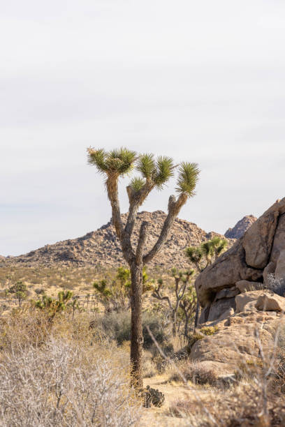 istock Joshua tree national park, daytime in Autumn 1954959646