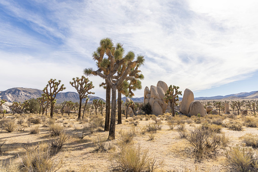 Beautiful Joshua trees in the Joshua Tree National Park.\nCalifornia, USA