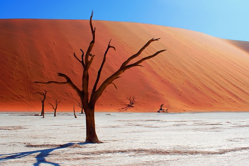 Dead Camelthorn trees and red sandy dunes in Deadvlei, Sossusvlei, Namib-Naukluft National Park, Namibia