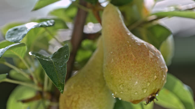SLO MO Nature's Jewel: Slow Motion Droplet Glides Over a Pear in Orchard Bliss