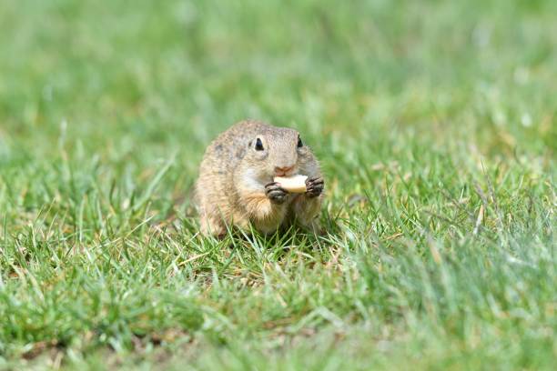 istock Ground squirrel keeps food in the front paws and eats in the grass 1955007010