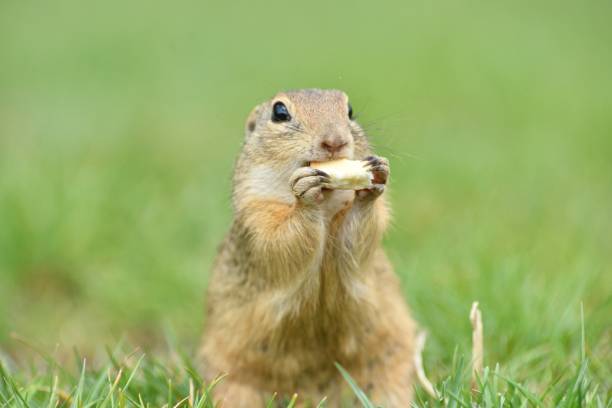 Ground squirrels stand upright on their hind legs and watch the surroundings in the meadow