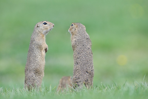Ground squirrels stand upright on their hind legs and watch the surroundings in the meadow
