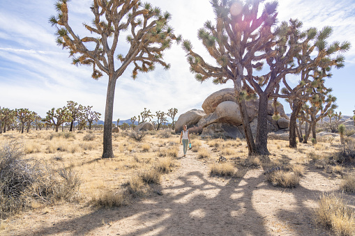 Joshua Tree National Park in California. The cloudy sunset was shot just after a big thunderstorm that generated also small floods. This situations leaded to a breathtaking cloudy sky that took fire during the sunset. Photo is taken with a wide angle lens. The Yucca brevifolia is the iconic tree of this park, inside the Mojave Desert. The rock in the picture is Old Woman Rock, a famous climbing point.