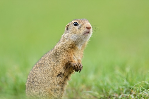 Ground squirrels stand upright on their hind legs and watch the surroundings in the meadow