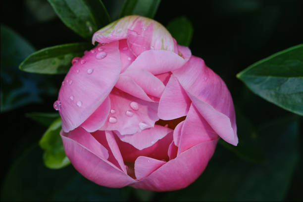 Raindrops on flowers . The peony or paeony is any flowering plant in the genus Paeonia, the only genus in the family Paeoniaceae. Peonies are native to Asia, Europe, and Western North America.