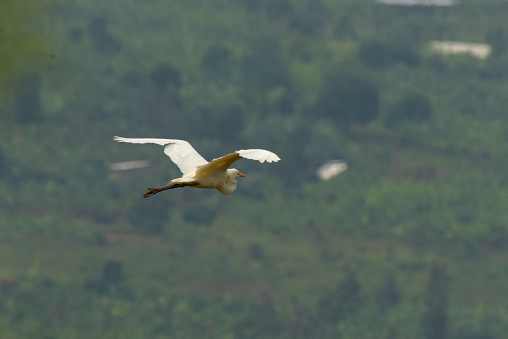 Great Egret.
The great egret (Ardea alba), also known as the common egret, large egret, or (in the Old World) great white egret or great white heron, is a large, widely distributed egret. The four subspecies are found in Asia, Africa, the Americas, and southern Europe. Recently it is also spreading to more northern areas of Europe. Distributed across most of the tropical and warmer temperate regions of the world, it builds tree nests in colonies close to water.