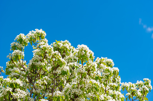 Blossoming pear tree against the blue sky, Ukraine