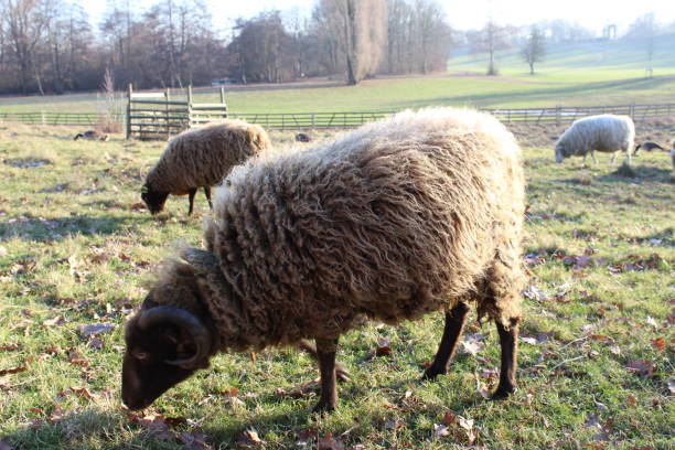 istock Sheep grazing in a field in Germany 1955043533