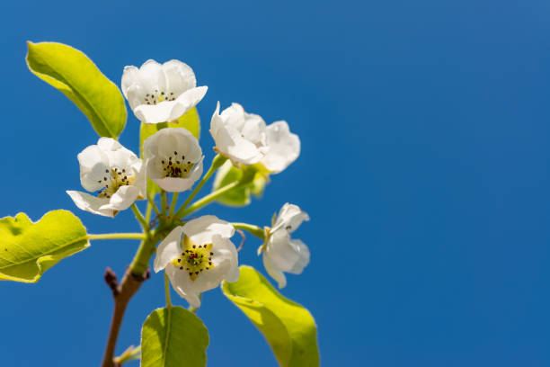 flowering pear branch against the blue sky, ukraine - apple tree branch - fotografias e filmes do acervo