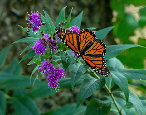 A Monarch Butterfly nectaring on Ironweed.