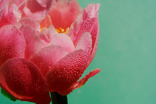 Pink flower with water drops Camellia japonica