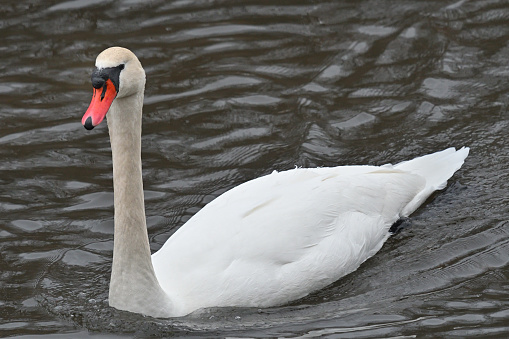 Mute swan close-up. On Connecticut's Bantam River in winter.