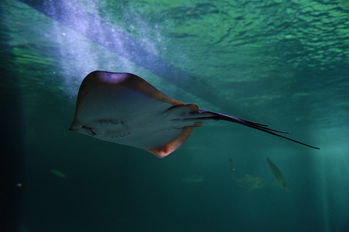 Manta ray in Indian Ocean - Maldives, near Thoddoo island.