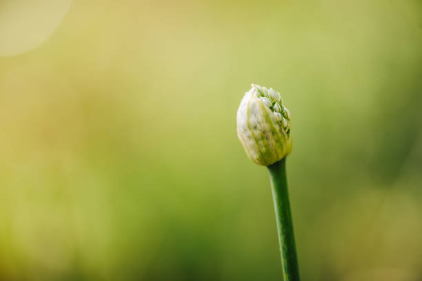 Onion flower close up photo