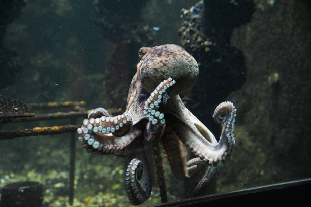 istock Beautiful octopus swimming in the aquarium. 1955057726